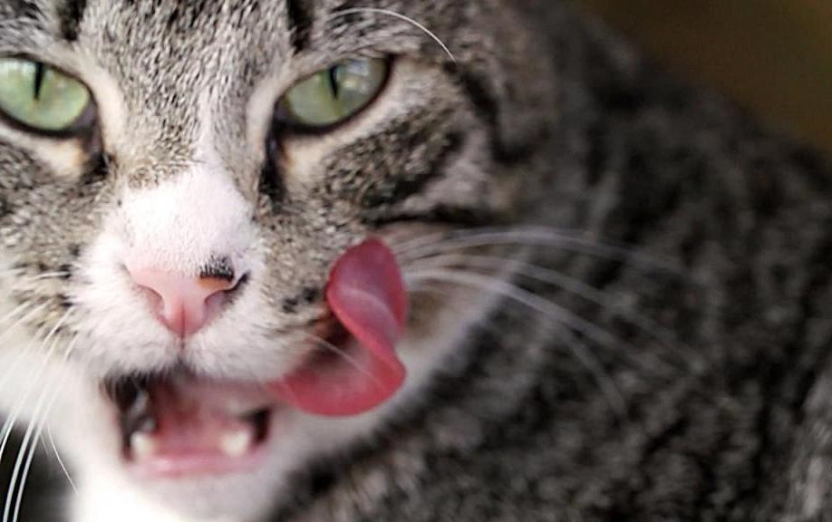функції котячого язика