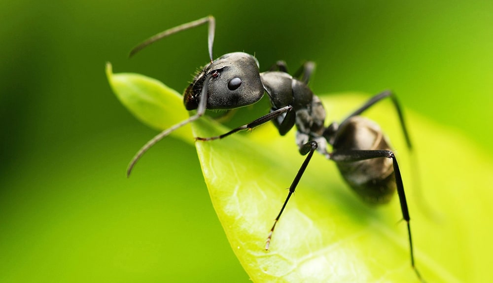 Цікаві факти про комах