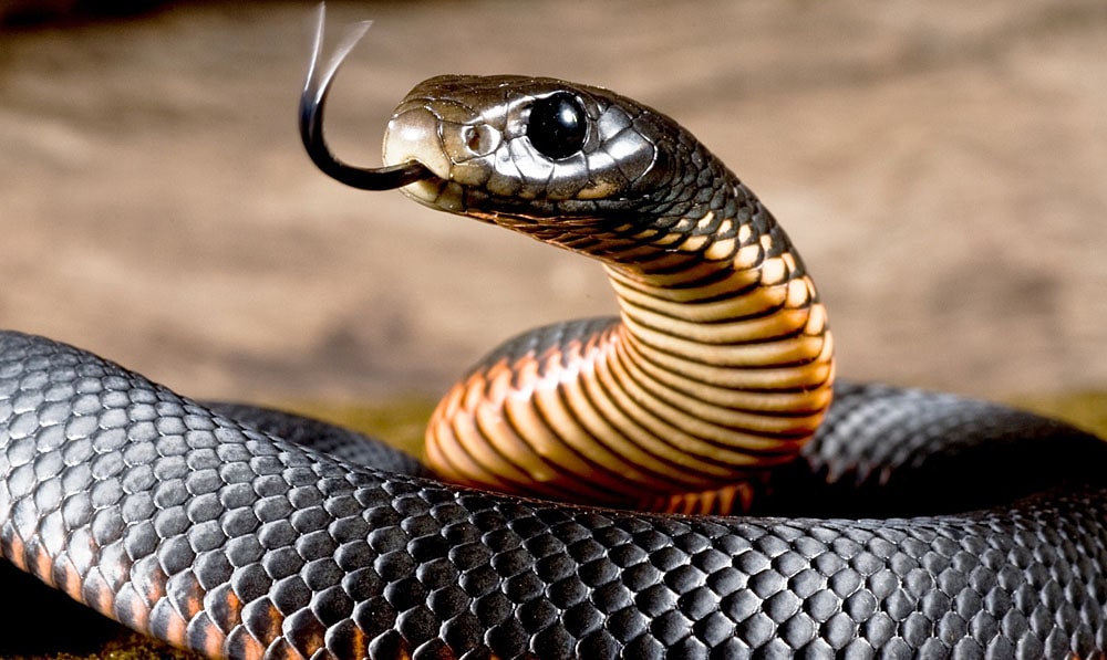 Цікаві факти про змій