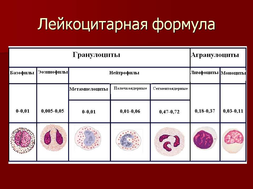аналіз крові розшифровка