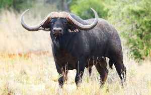 Цікаві факти про буйволів