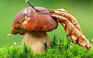 загадки про гриби