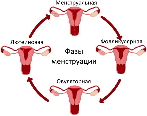 Фази менструального циклу