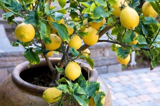 як виростити лимон вдома
