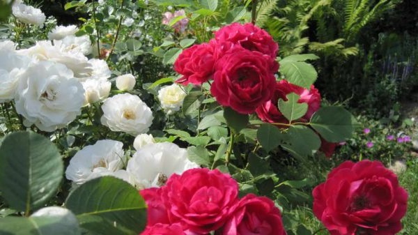 догляд за розами весною