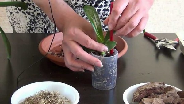 орхідея пересадка