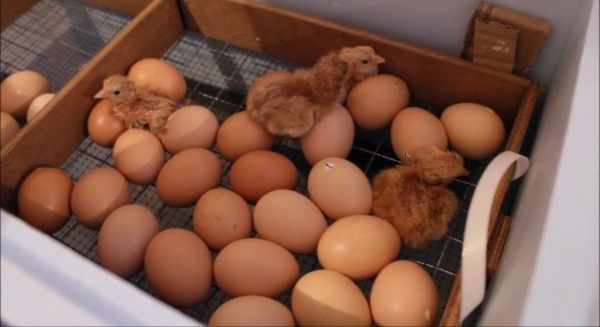 інкубація курячих яєць