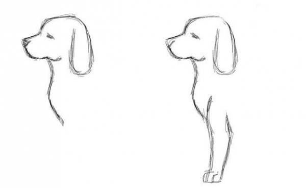 малюнки собак