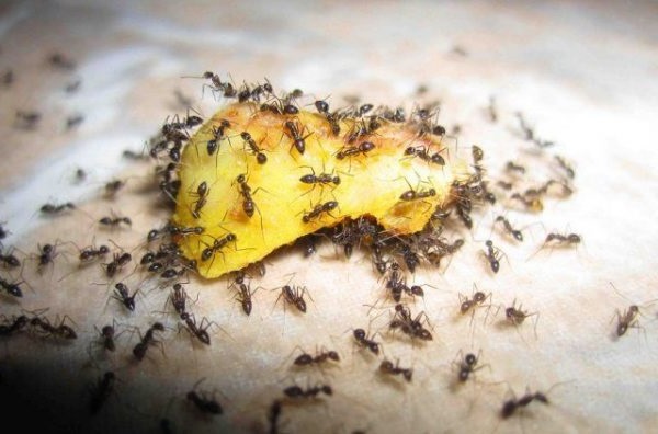 засіб для знищення мурах