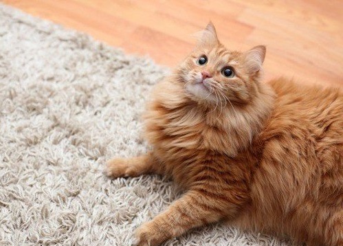 як почистити килим від котячої шерсті