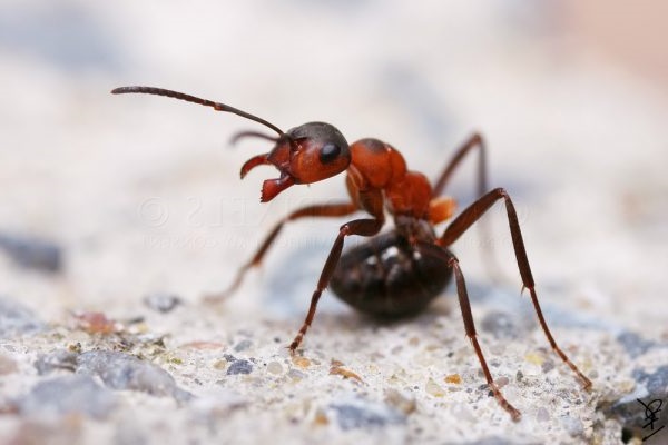 як вивести мурах з городу