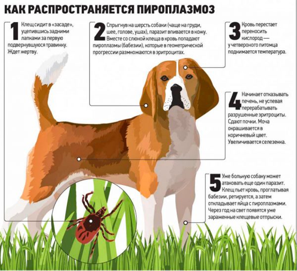 лікування піроплазмозу у собак