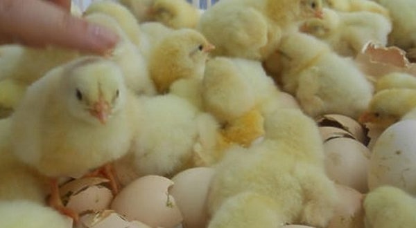 інкубація курячих яєць в домашніх умовах