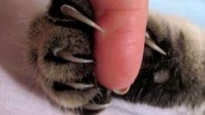 Як підстригти нігті коту