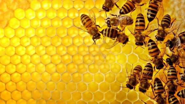як визначити підробку меду