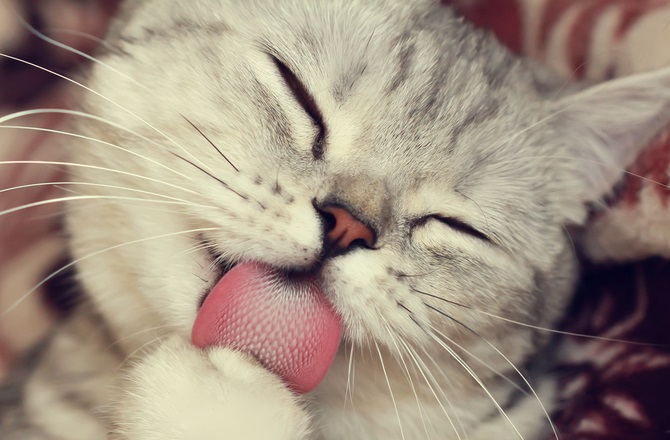 Чому у кішок шорсткий язик