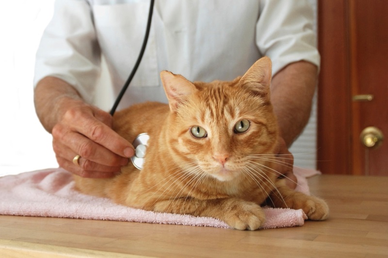 коліт у котів лікування
