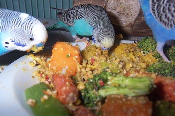 хвилясті папуги годування