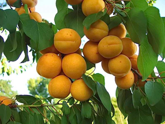 Чому абрикос не плодоносить
