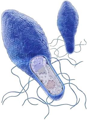 бактерія ботулізму