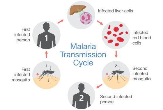 малярія епідеміологія