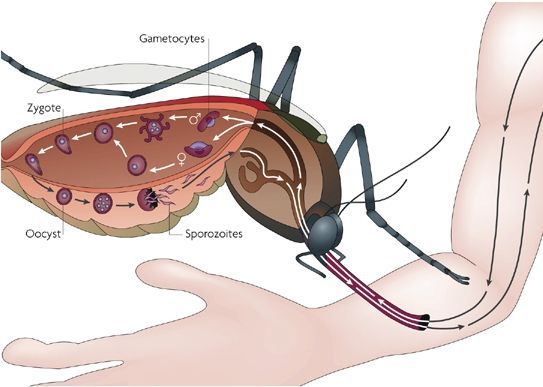 патогенез малярії