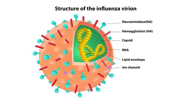 грип вірус