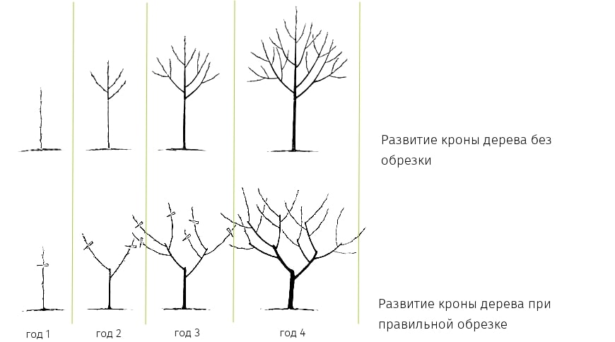 рісте дерев схема