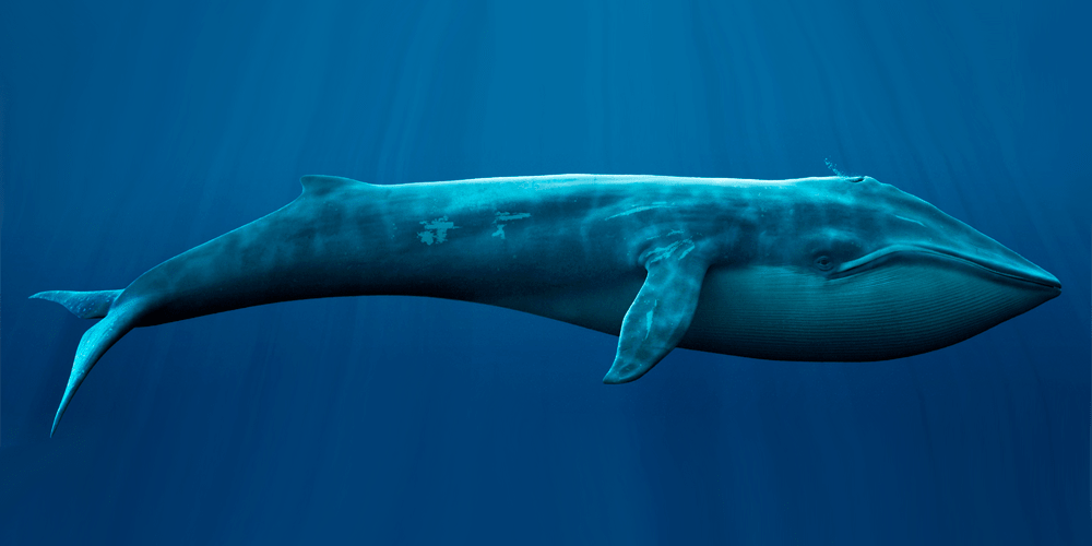 цікаві факти про китів