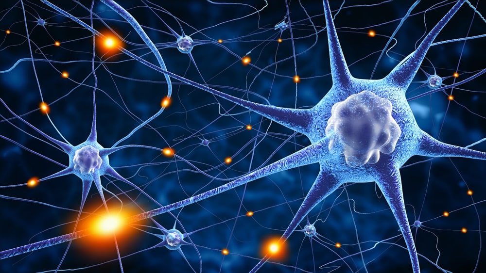 Цікаві факти про нервовову систему