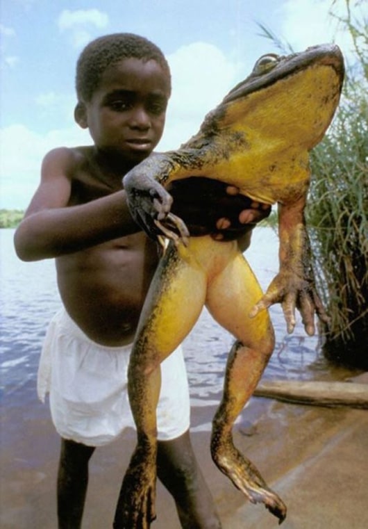 найбільша жаба на землі
