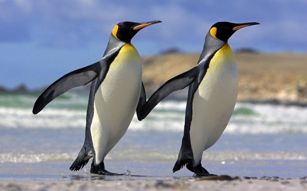 цікаві факти про пінгвінів