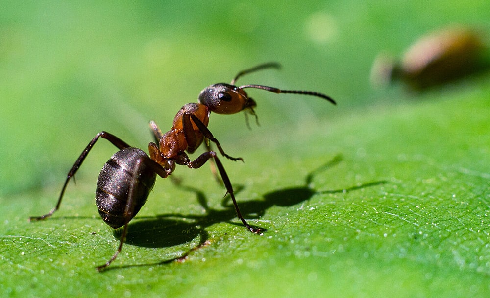цікаві факти про мурах