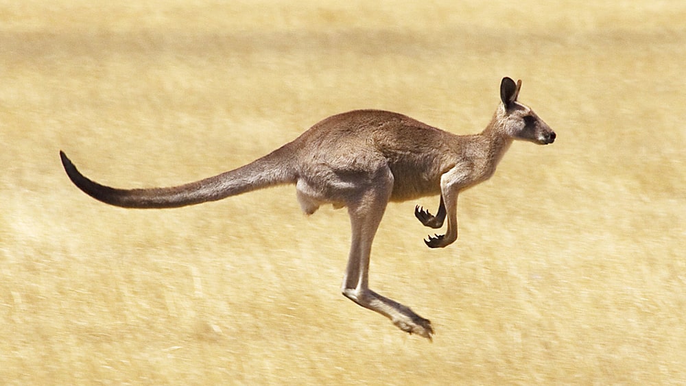 цікаві факти про кенгуру