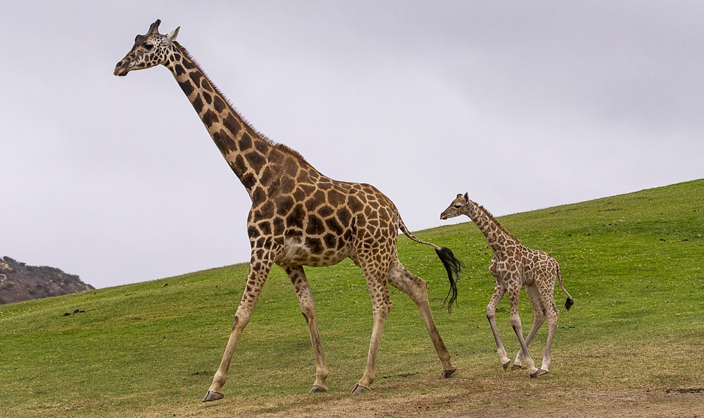 цікаві факти про жирафів