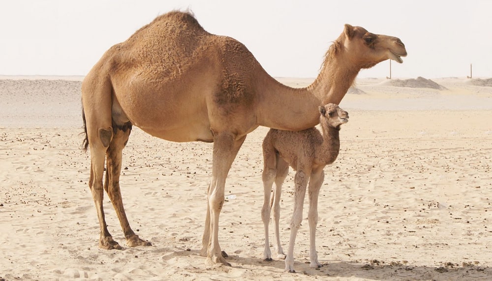 Цікаві факти про верблюдів