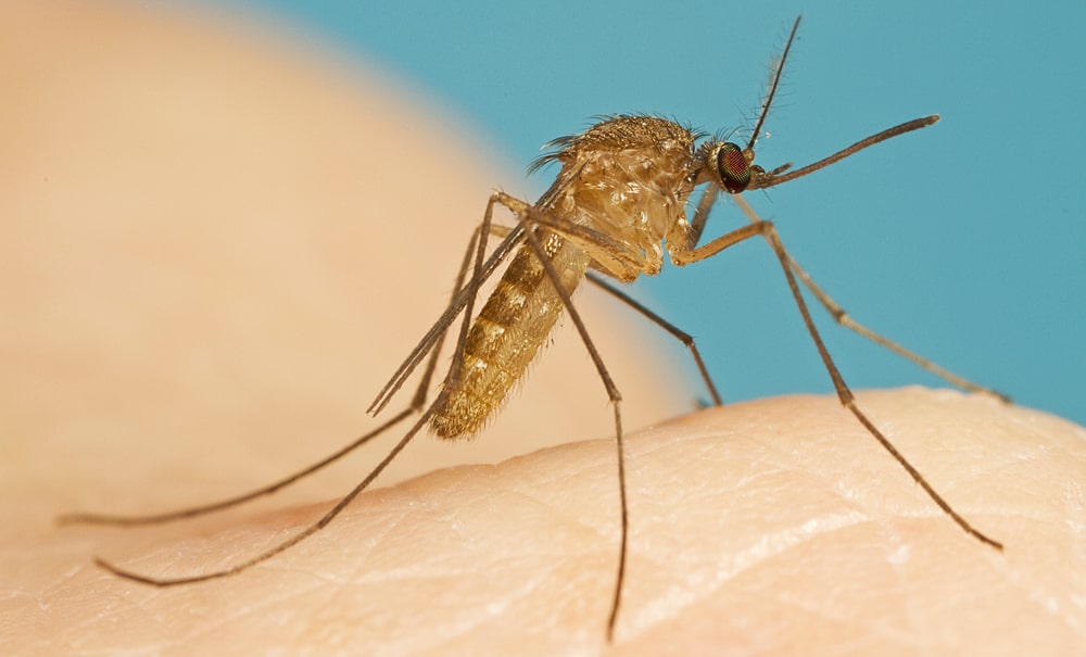 цікаві факти про комарів