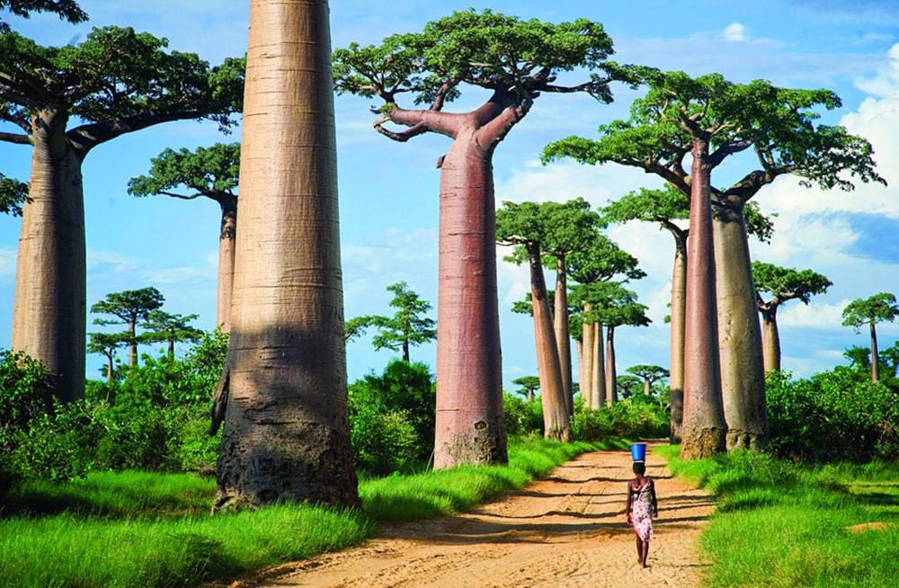 Цікаві факти про Мадагаскар