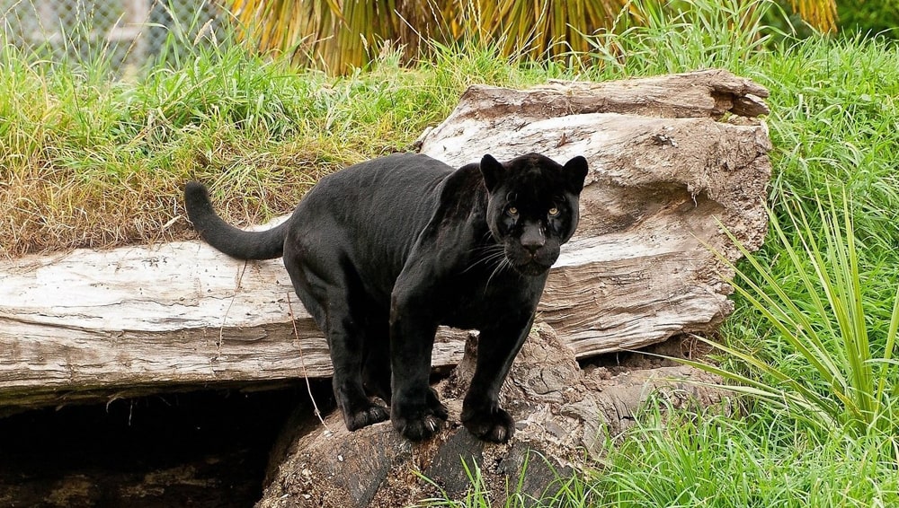цікаві факти про чорна пантеру
