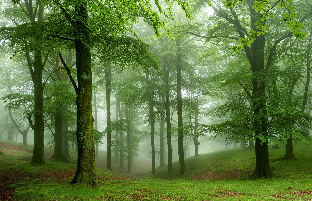 Цікаві факти про ліса і дерева