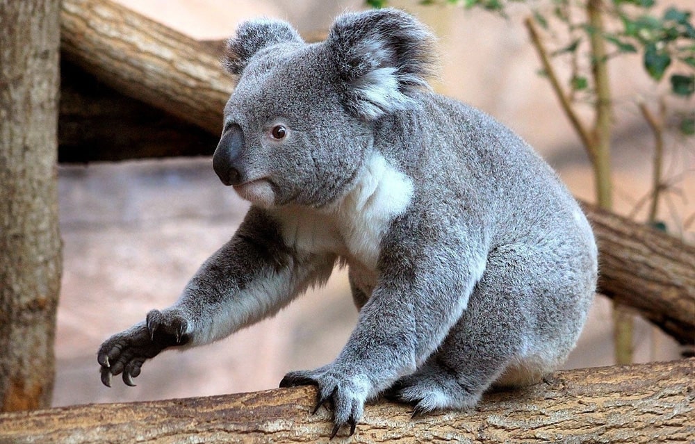 цікаві факти про коал