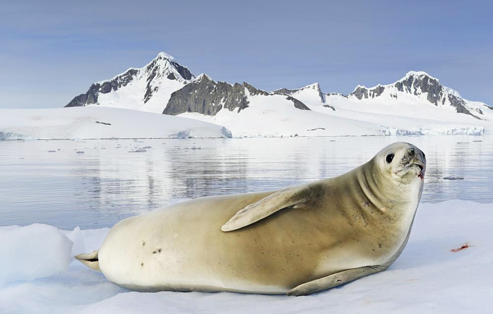 Цікаві факти про тюленів