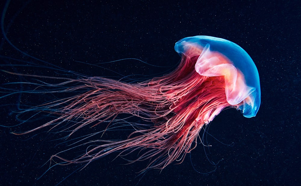 цікаві факти про медуз