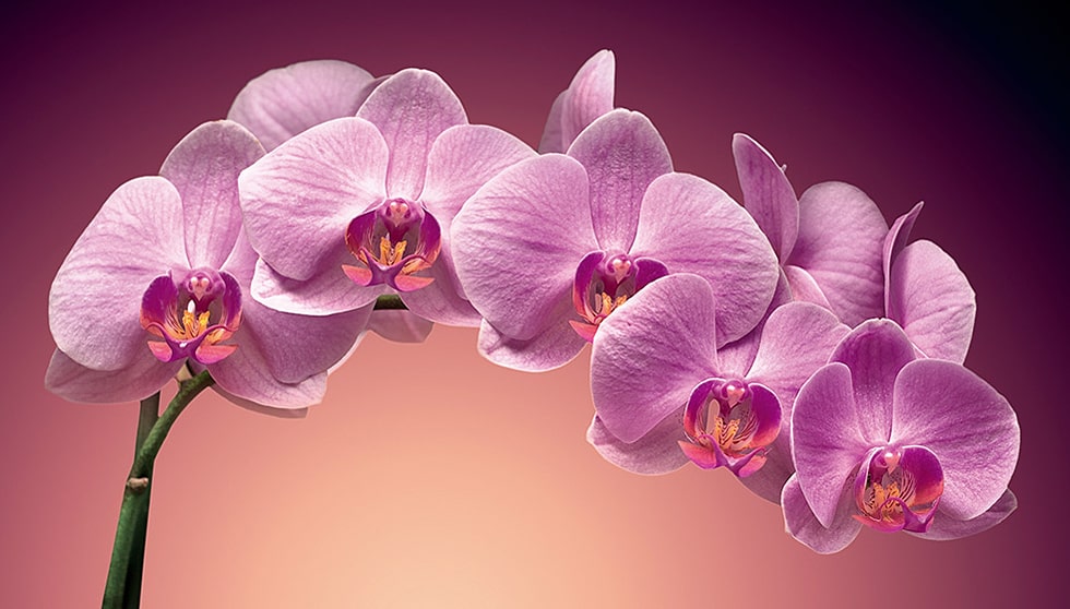 цікаві факти про орхідеї