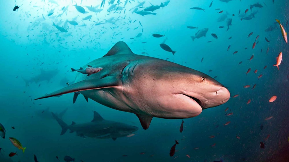 цікаві факти про акул