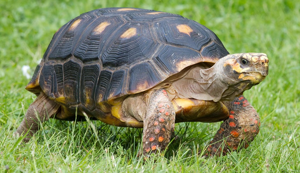 цікаві факти про черепахів