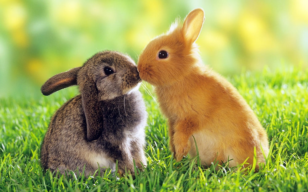 цікаві факти про зайців