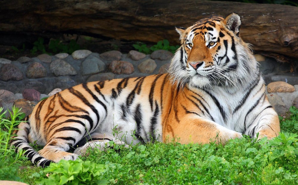 Цікаві факти про амурського тигра