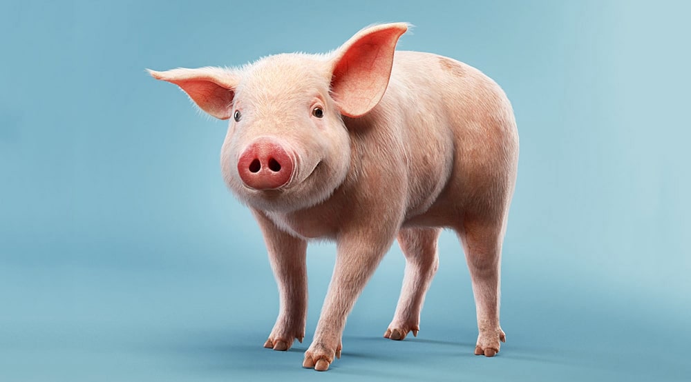 Цікаві факти про свиней