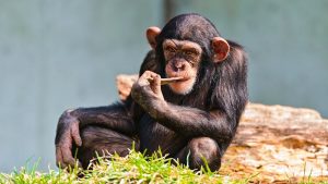 Цікаві факти про мавп